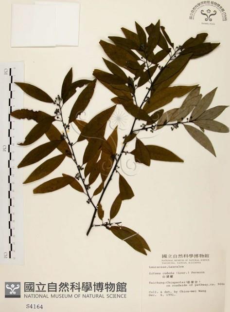 山胡椒藏品圖，第1張