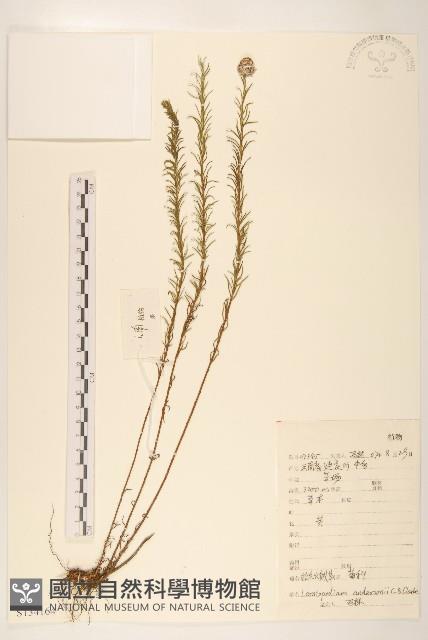 松毛火絨草藏品圖，第1張