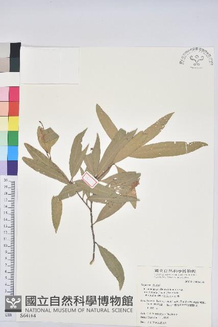 細葉三斗石櫟藏品圖，第1張