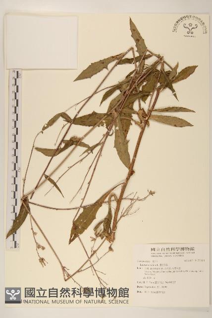 鵝仔草藏品圖，第1張