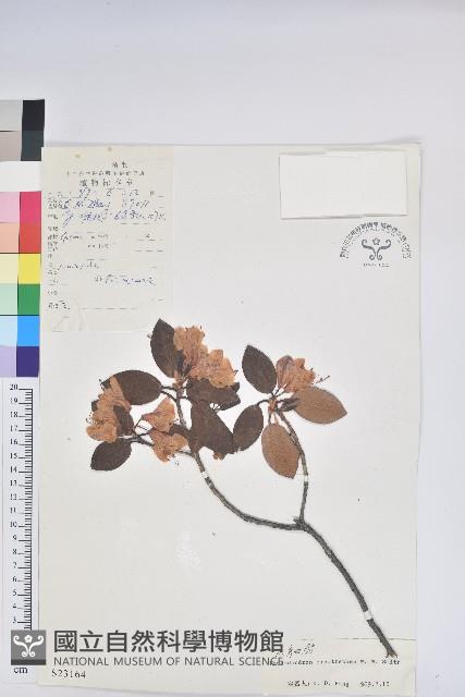 山育杜鵑藏品圖，第1張