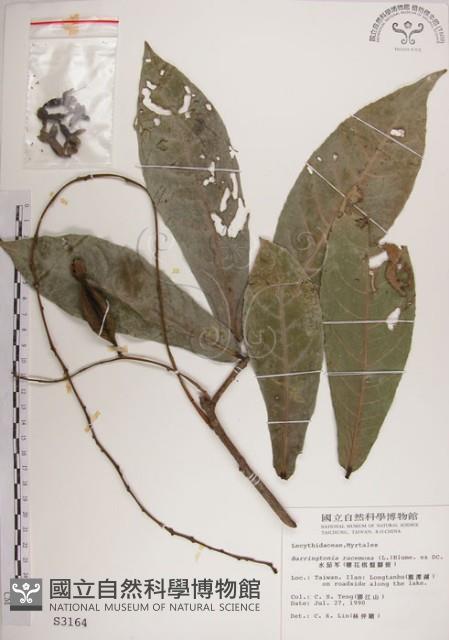 Small-leafed Barringtonia Collection Image