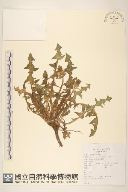 蒲公英藏品圖，第1張