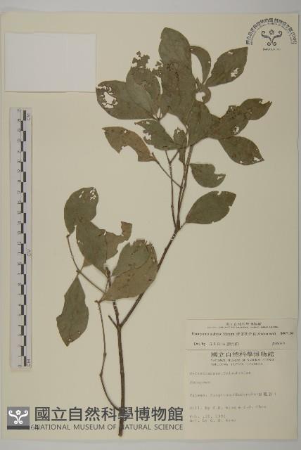 菱葉衛矛藏品圖，第1張