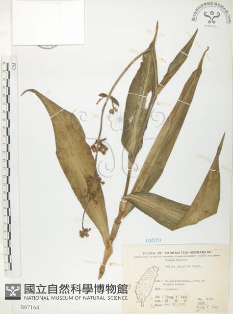 杜若藏品圖，第1張