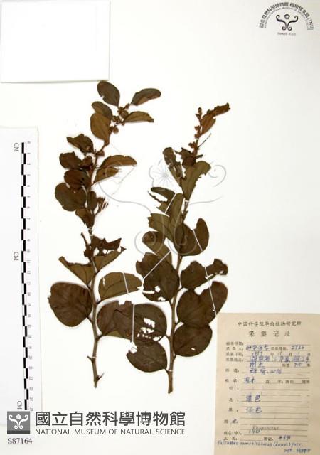 馬甲子藏品圖，第1張