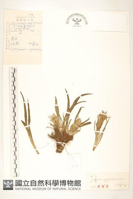 鴉蔥藏品圖，第1張