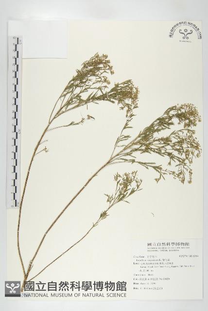 獨行菜藏品圖，第1張