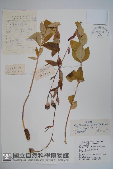 桔梗藏品圖，第1張