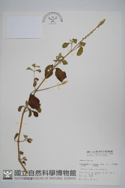 印度牛膝、土牛藤藏品圖，第1張