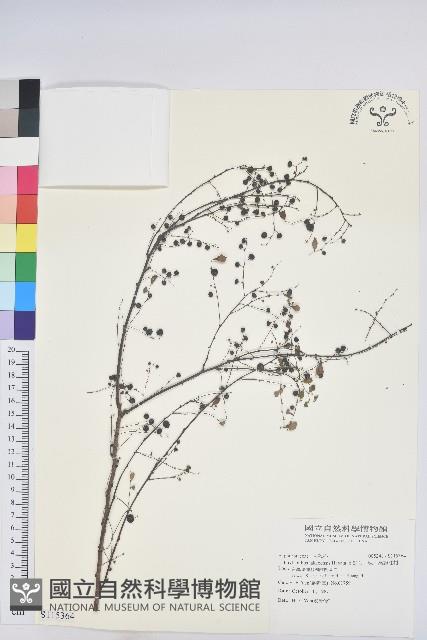 高雄葉下珠、高雄油柑藏品圖，第1張