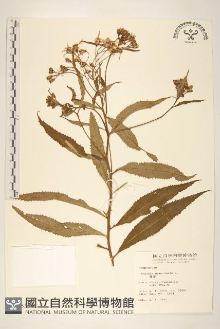 黃菀藏品圖，第1張