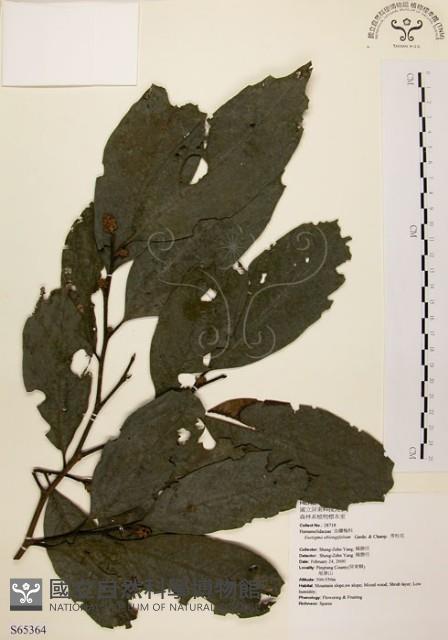 秀柱花藏品圖，第1張