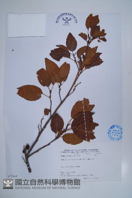 臺灣赤楊、臺灣榿木藏品圖，第1張