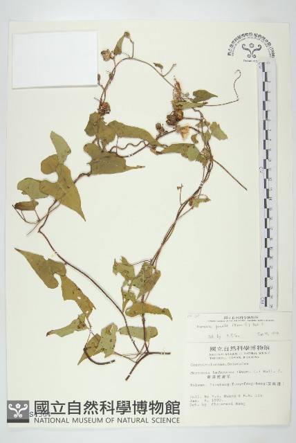 菜欒藤藏品圖，第1張