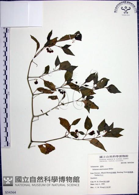 光果龍葵藏品圖，第1張