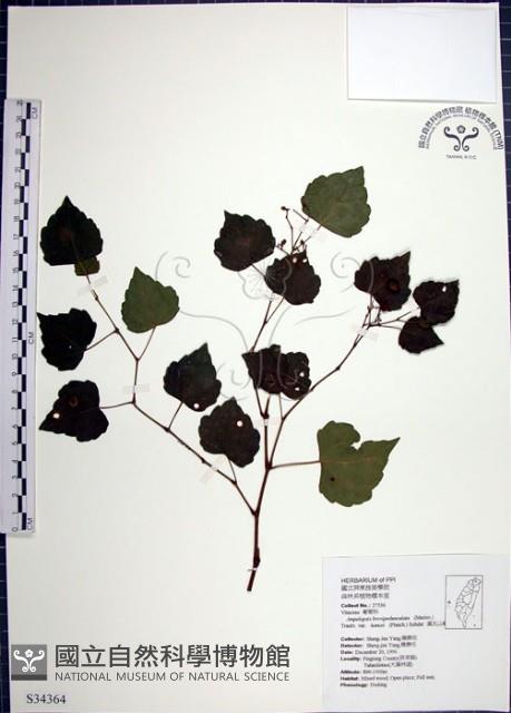 漢氏山葡萄藏品圖，第1張