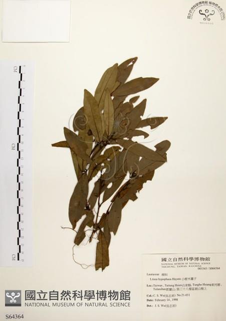 黃肉樹, 小梗木薑子藏品圖，第1張