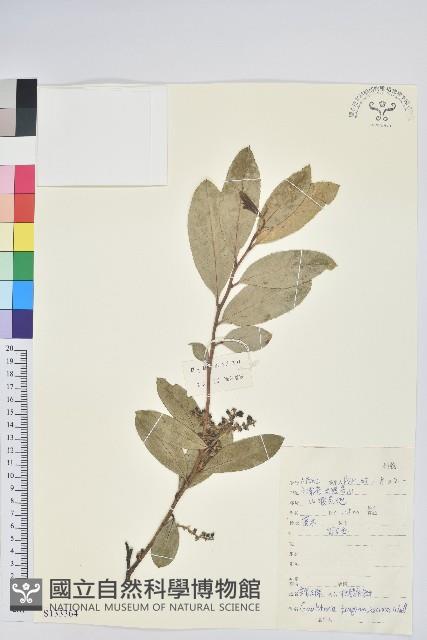 芳香白珠藏品圖，第1張