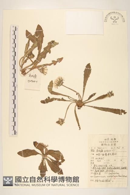 蒲公英藏品圖，第1張