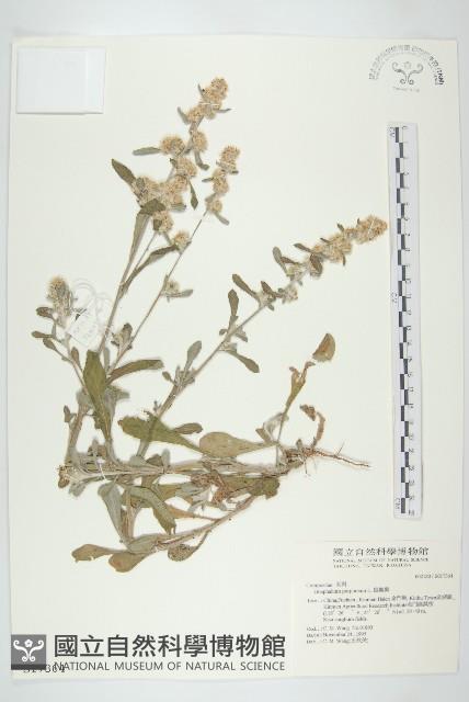 鼠麴舅藏品圖，第1張