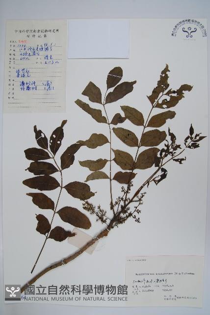 毛漆樹藏品圖，第1張