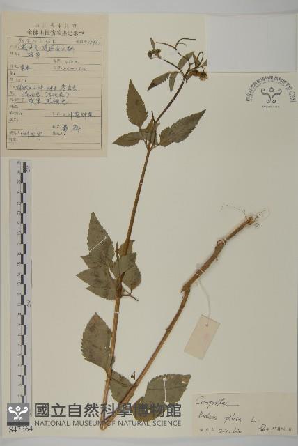 白花鬼針藏品圖，第1張