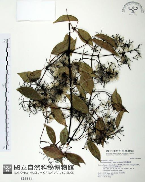 柱果鐵線蓮藏品圖，第1張