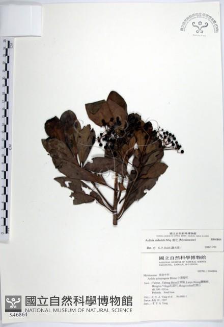 樹杞藏品圖，第1張