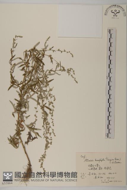 白葉蒿藏品圖，第1張