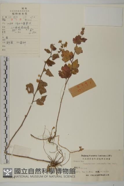 油菊、野菊藏品圖，第1張