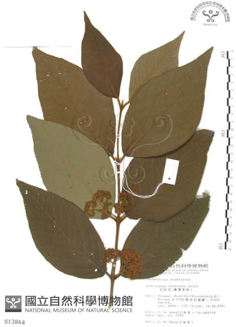 杜虹花，台灣紫珠藏品圖，第1張