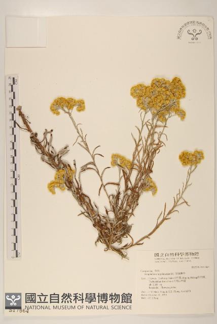 秋鼠麴草藏品圖，第1張