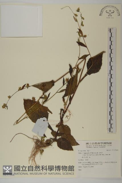 登錄號:S137864藏品圖，第1張