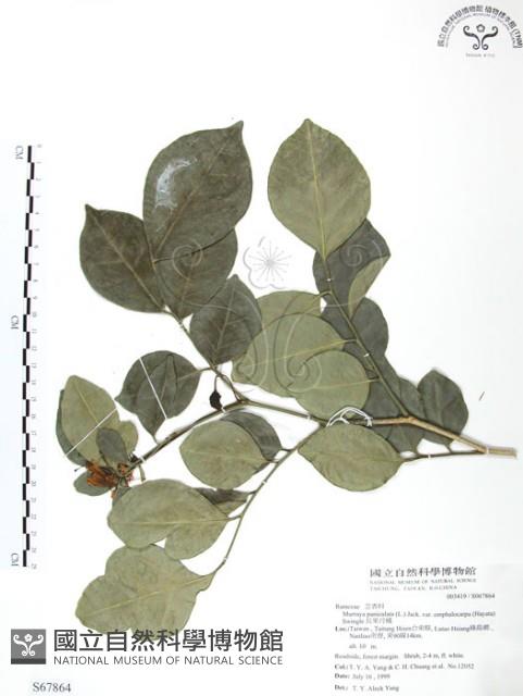 長果月橘藏品圖，第1張