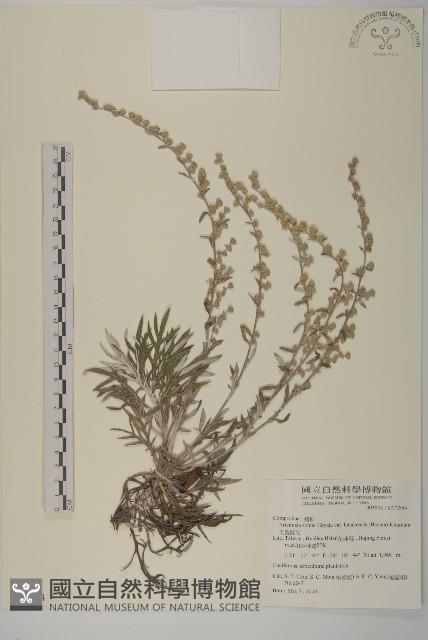 太魯閣艾藏品圖，第1張