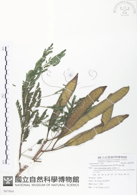 銀合歡藏品圖，第1張