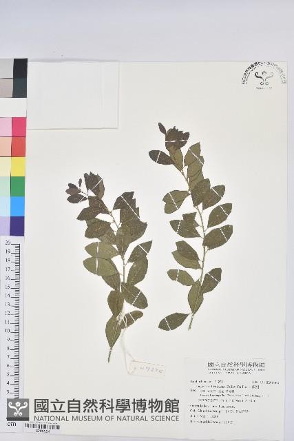 白飯樹藏品圖，第1張