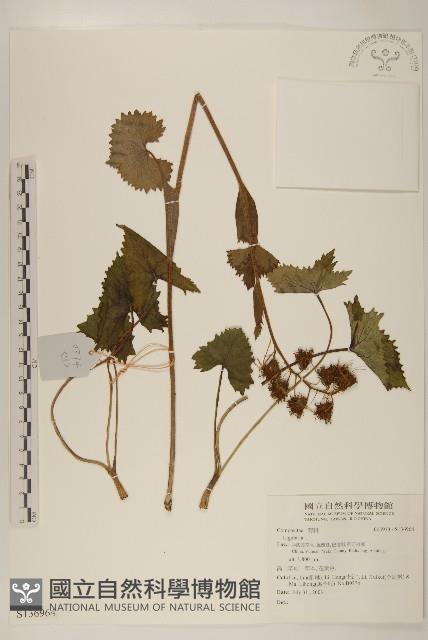 登錄號:S136964藏品圖，第1張