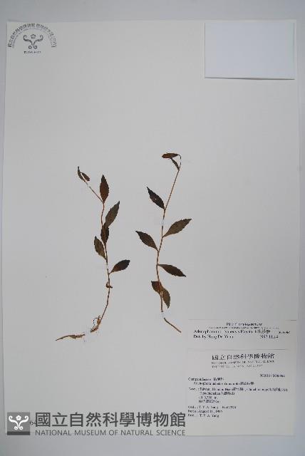 玉山沙參藏品圖，第1張