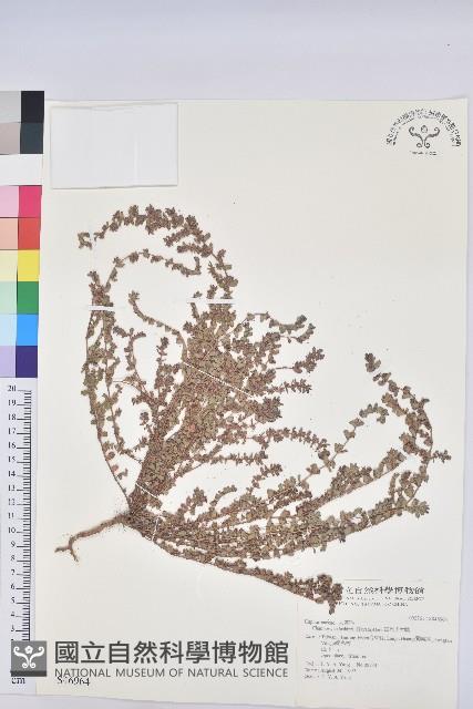 田代氏大戟藏品圖，第1張