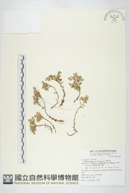 玉山佛甲草藏品圖，第1張