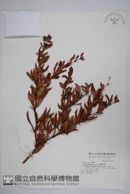 登錄號:S015964藏品圖，第1張