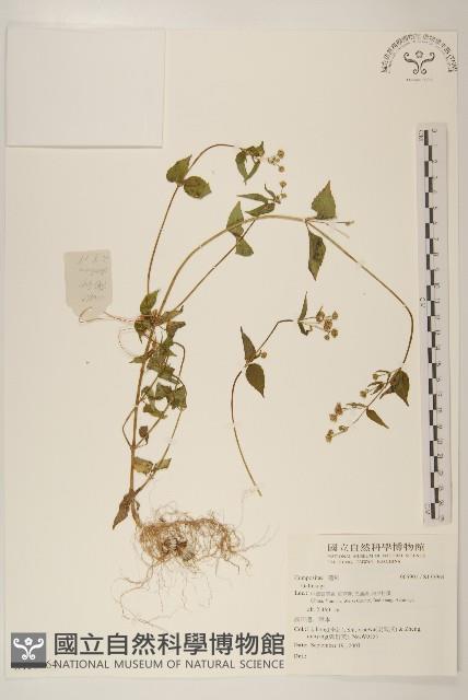 登錄號:S135964藏品圖，第1張