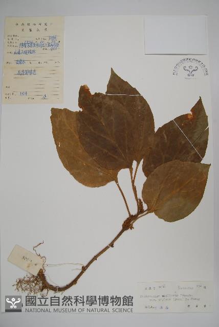 多毛板凳果藏品圖，第1張