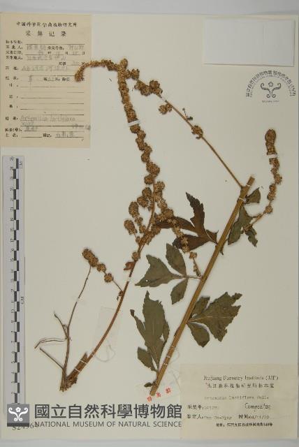 角菜、珍珠菜藏品圖，第1張