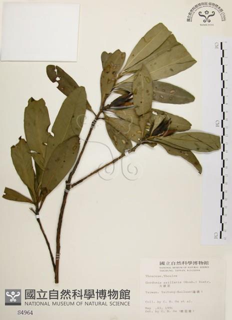 大頭茶藏品圖，第1張