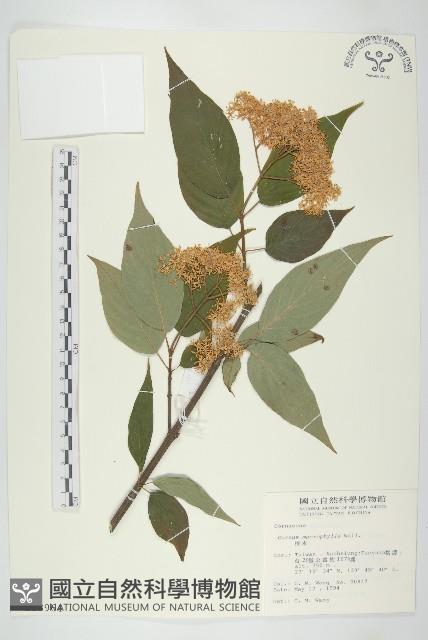 梜木藏品圖，第1張