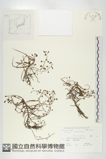 長葉茅膏菜藏品圖，第1張