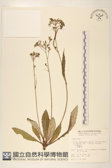 刀傷草藏品圖，第1張